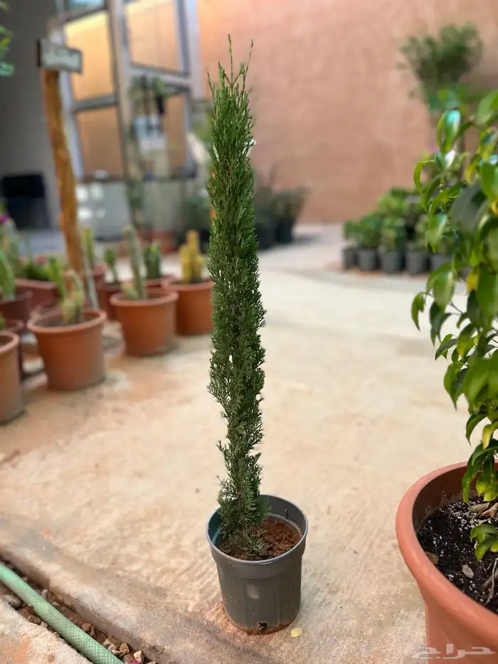 شتلات ونباتات زينه ومثمره 1