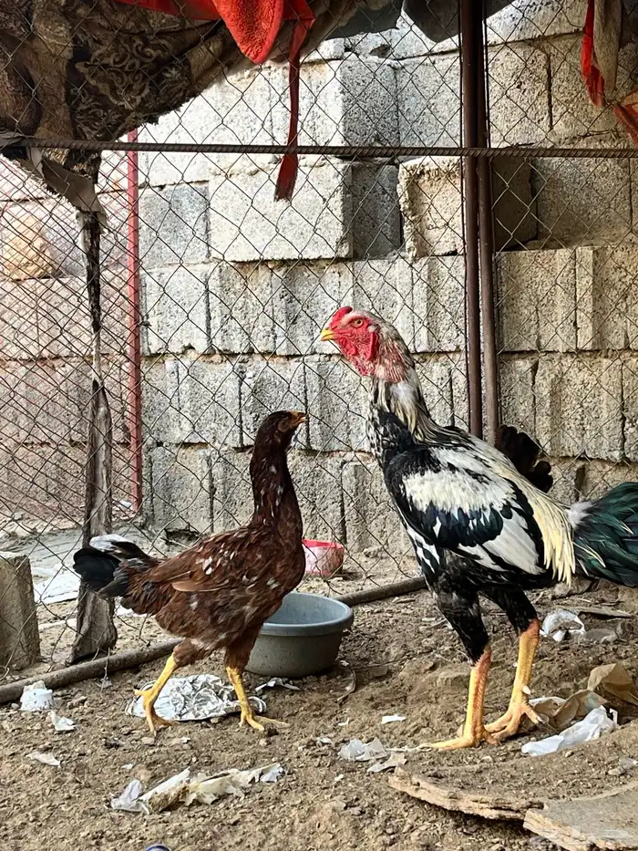 ديك بكستاني ودجاجه بكستانيه 12