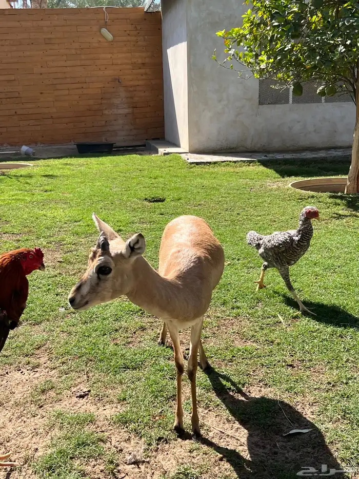 للبيع ريم عربي 0