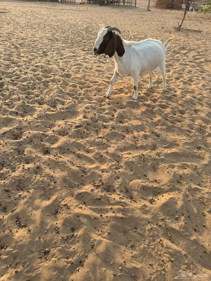 عنز بورقوت دم صافي متبع بجفره عمرها 4 شهور تقريبا 4