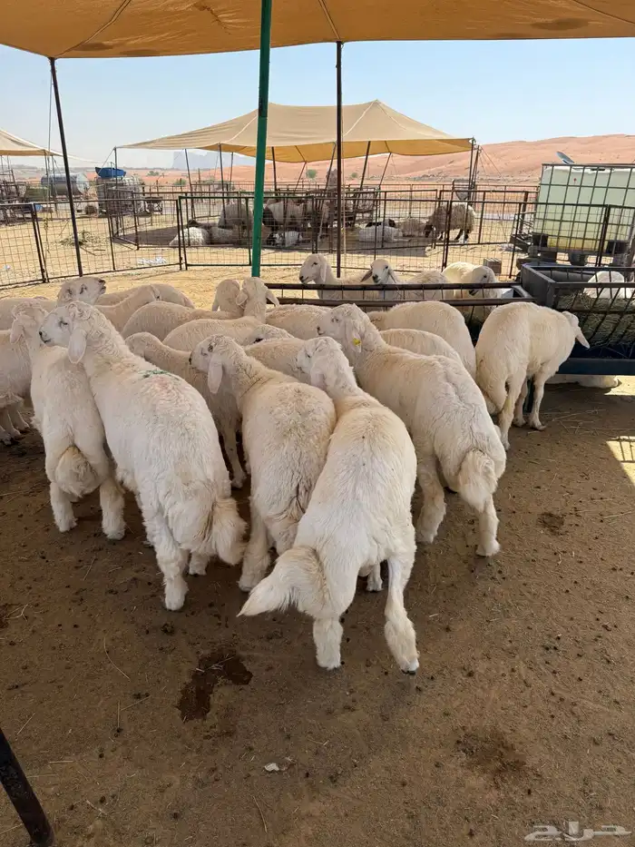 طليان حرية جبر وسط لباني 13