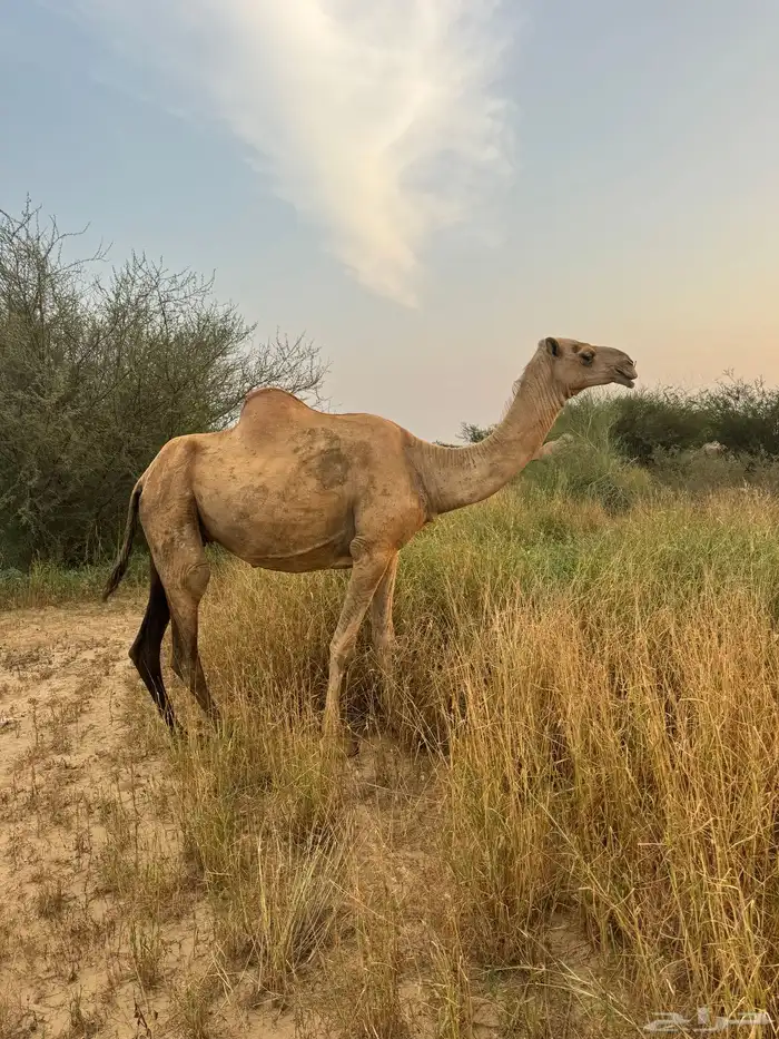 ناقة جنب مدني 5