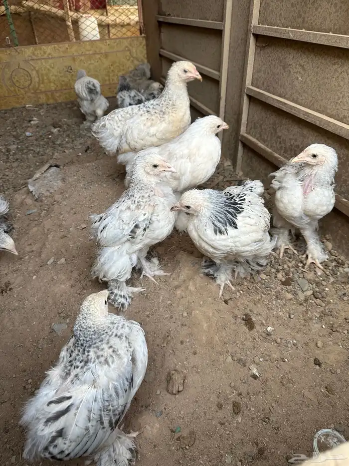 صوص براهما كولمبي 11