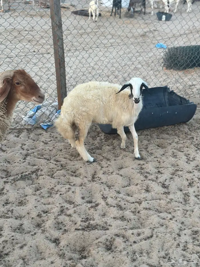 للبيع رحال حريه العمر 4 شهور 2