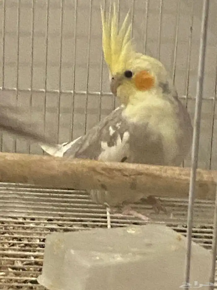 زوج كروان منتج نص ولافه 4