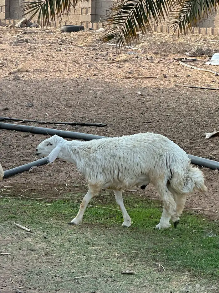 خرفان للبيع العدد 12 0