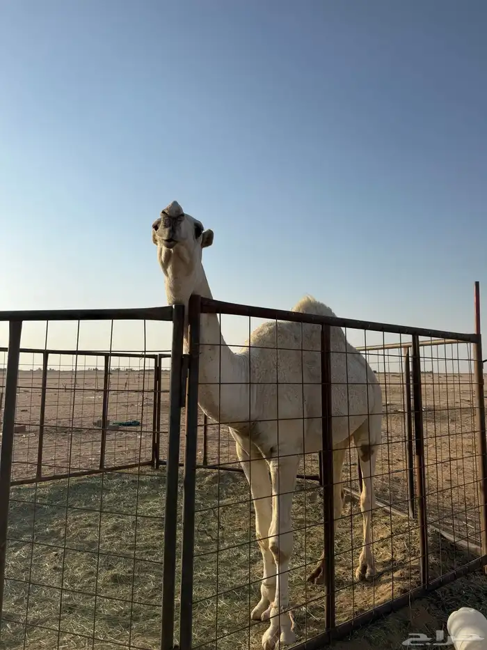 قعود جذع فحل 0