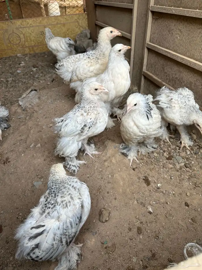 صوص براهما كولمبي 0