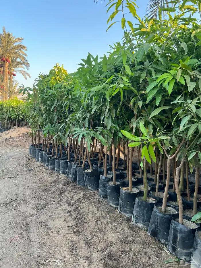 شتلات ونباتات زينه ومثمره 12