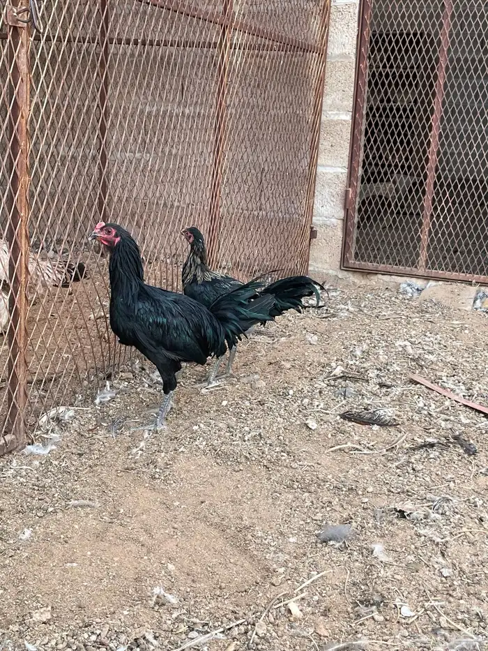 ديكه 1