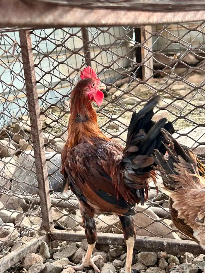 دجاج 0