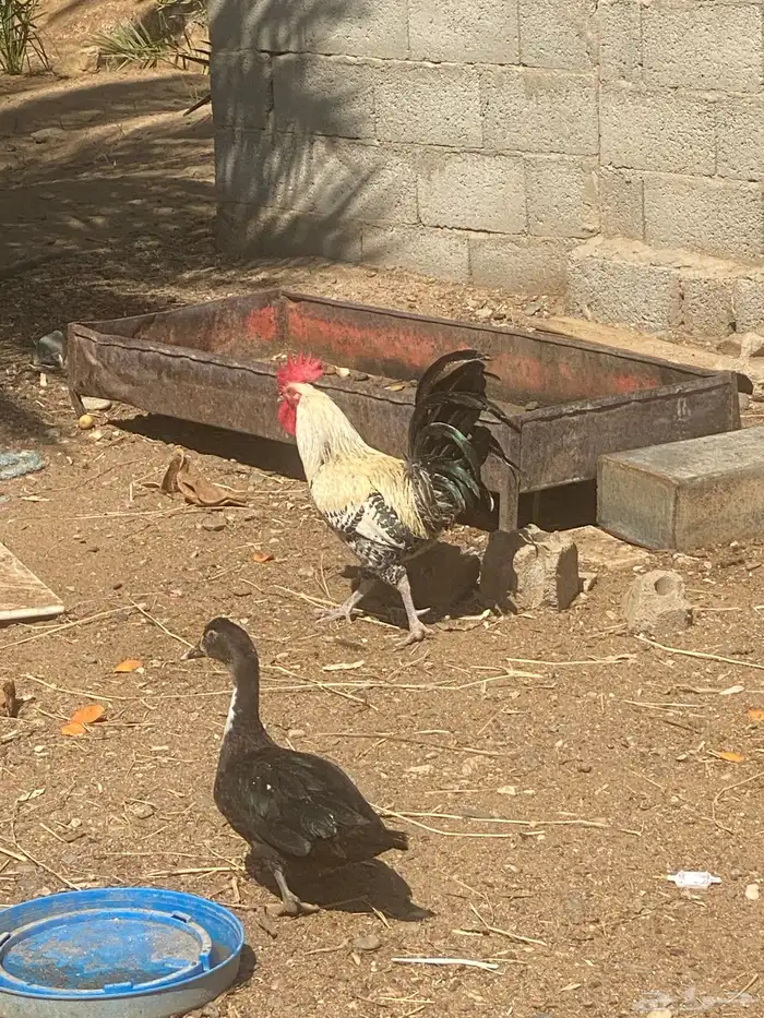 ديك للبيع ديك بلدي 5