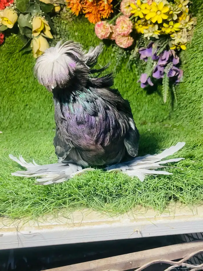 للبيع طبه بخاره اخر 4 ريش 9