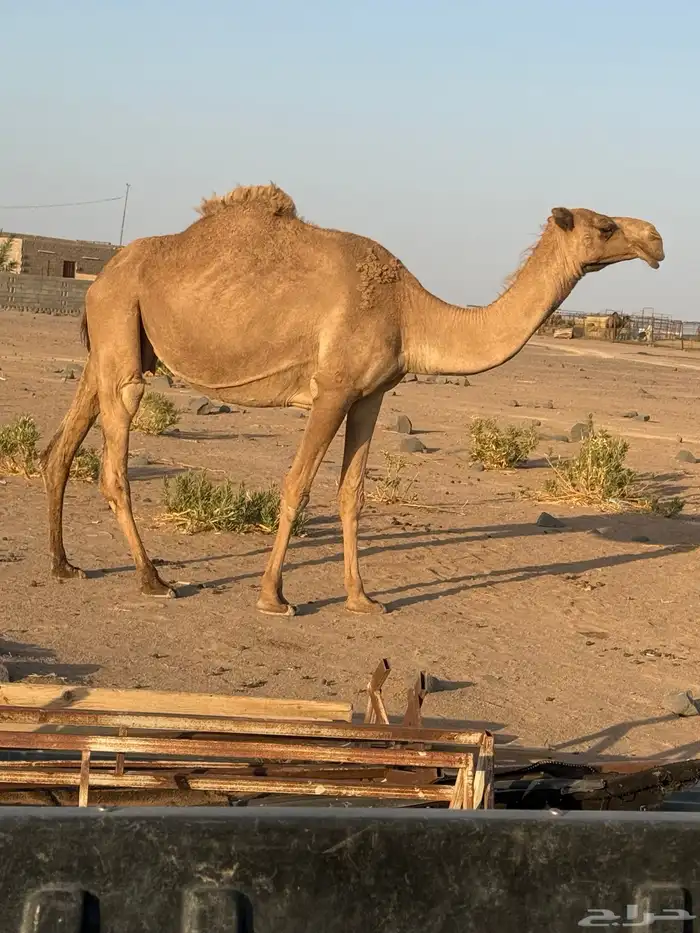 ناقه لقحه شقحا 2