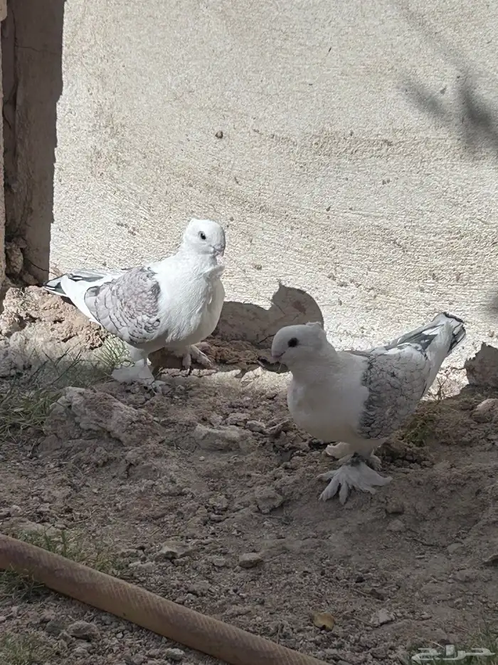 للبيع حمام حب الرمان 5