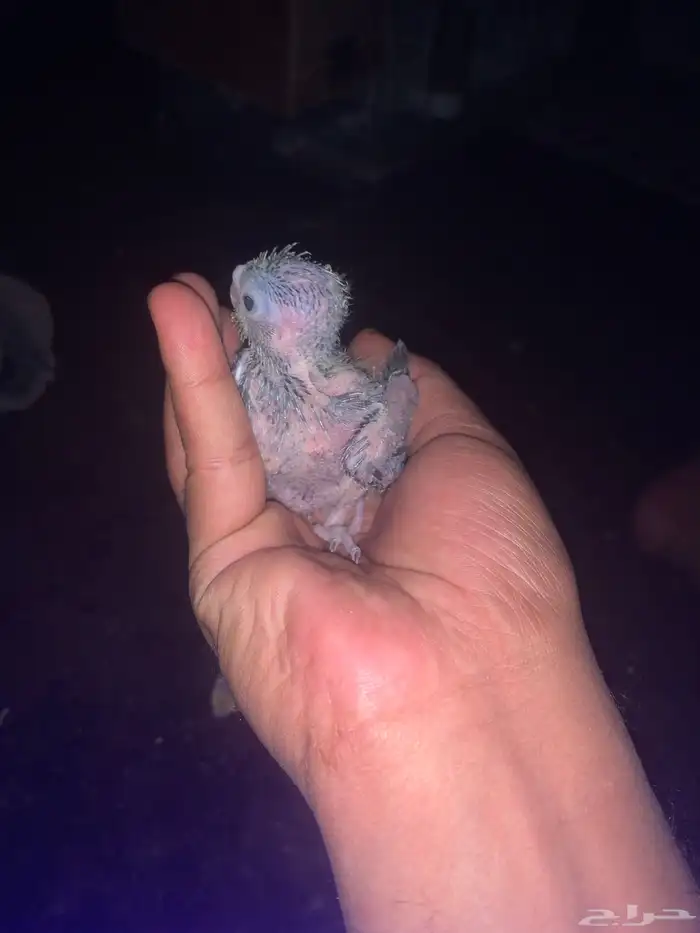 فروخ كروان 0