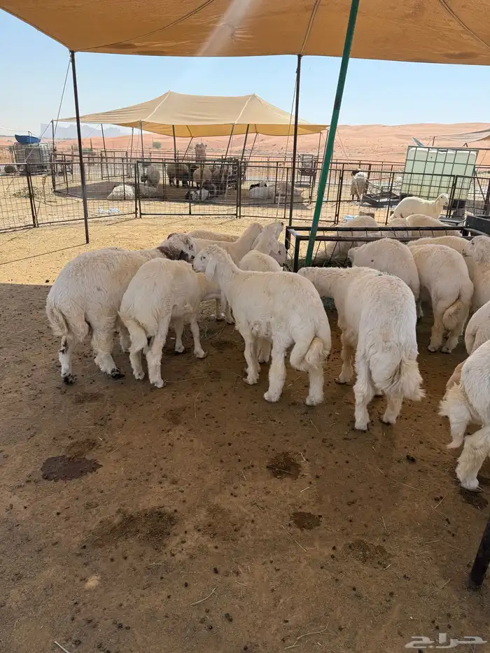 طليان حرية جبر وسط لباني 14