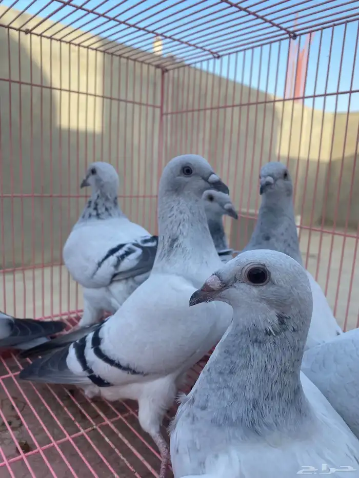 للبيع حمام ايس فاخر حجم جامبو 18