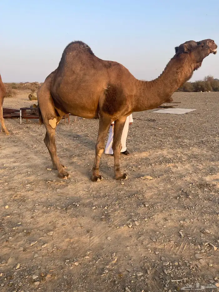 جمل احمر ادهم 1