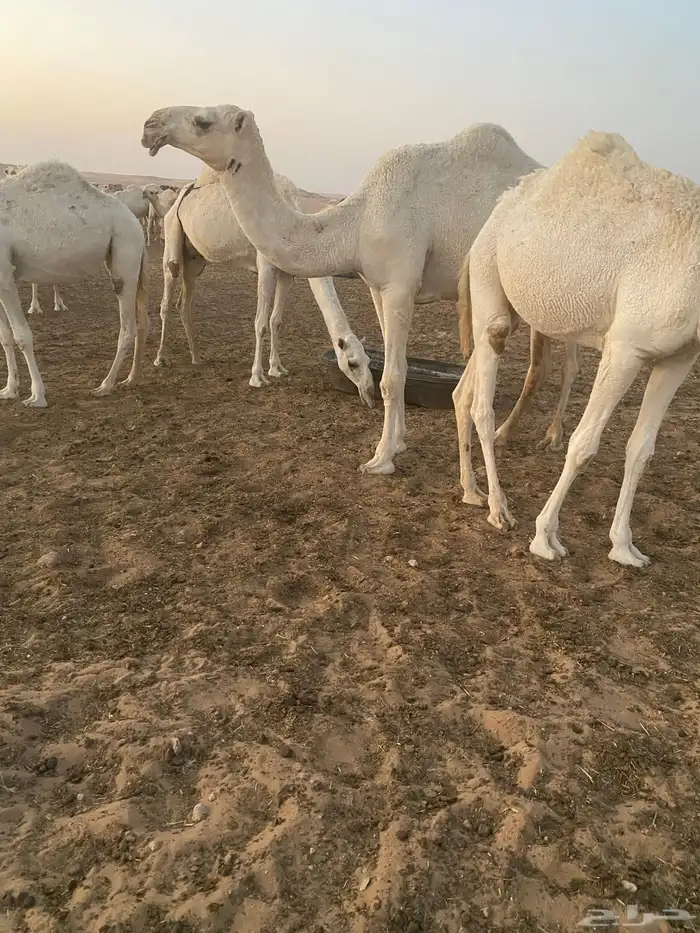 بعير اوضح 3