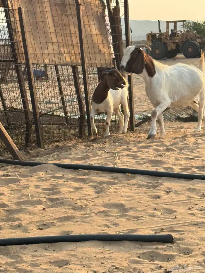 عنز بورقوت دم صافي متبع بجفره عمرها 4 شهور تقريبا 2