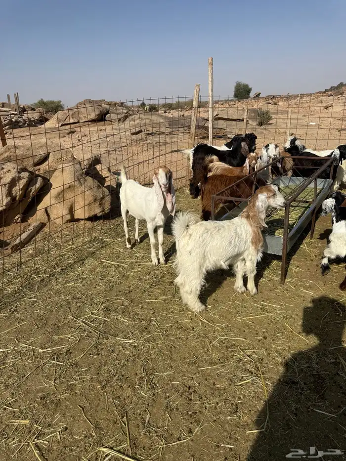 ذبايح تيوش وجفار 3