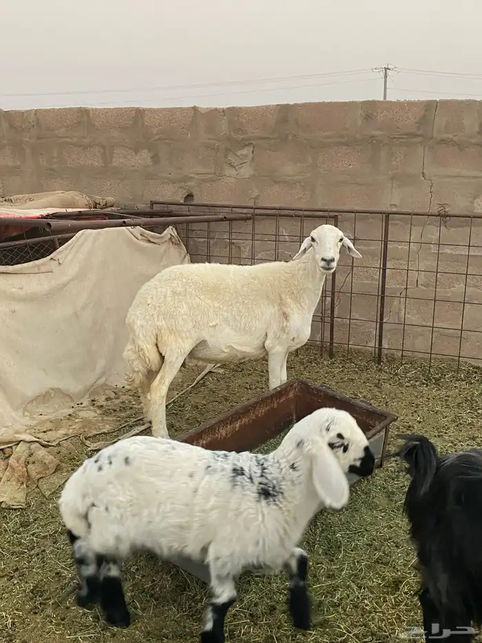 تم البيع 1