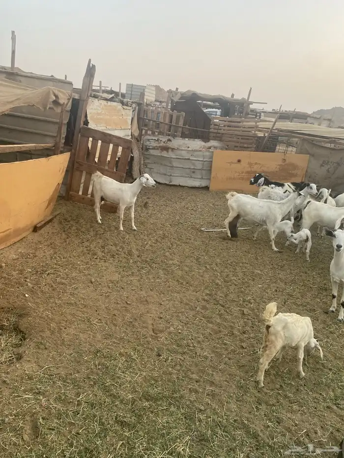 اذكروا الله وصلوا على النبي معزا جنوبية 3