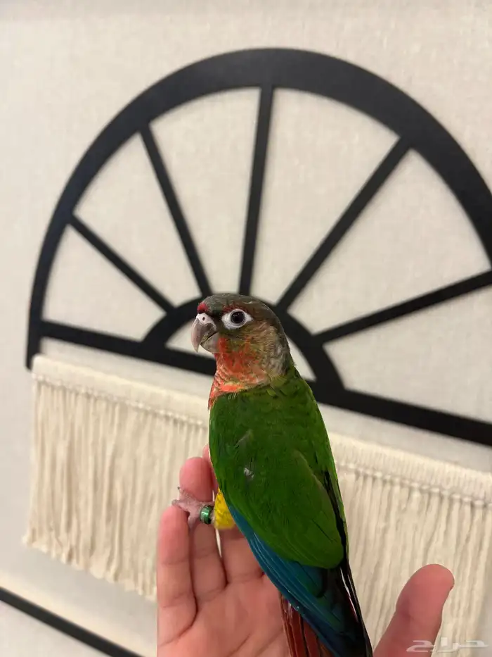 كنيور يلوسايد دبل رد فاكتور رد فيس هدد داخلي وخارجي نهايةغر 2