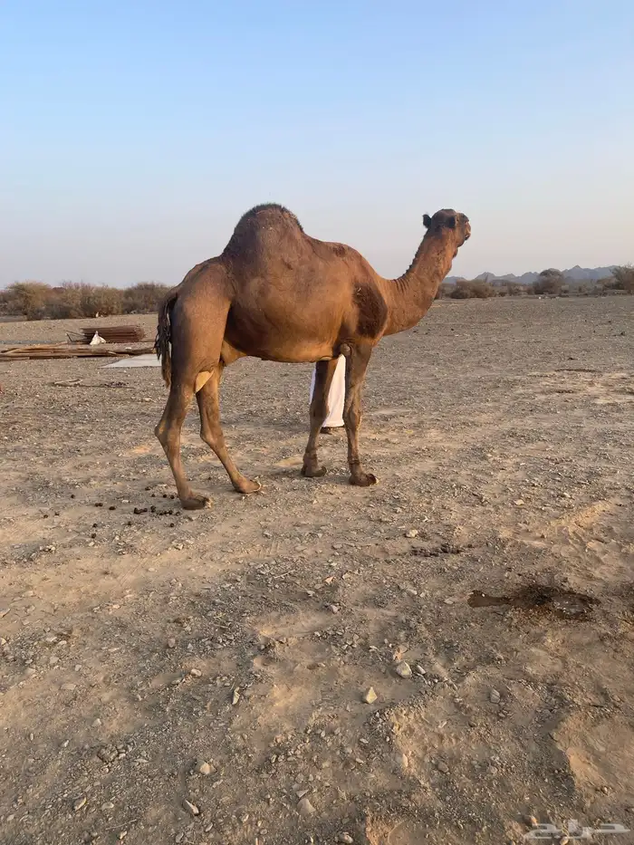 جمل احمر ادهم 7