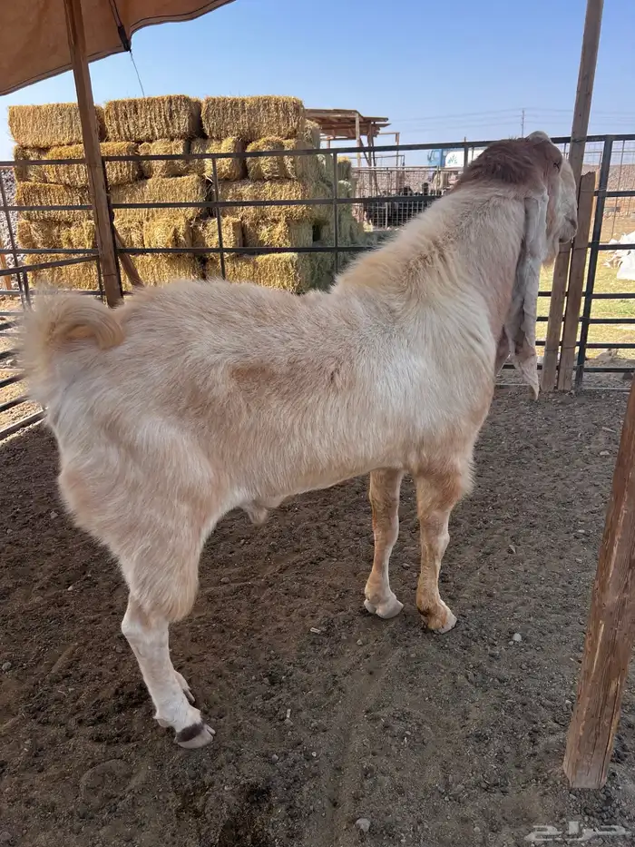 فحل هولندي 4