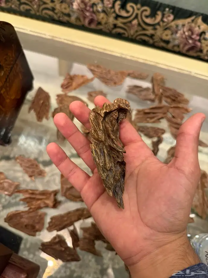 عود كمبودي مشروط 3