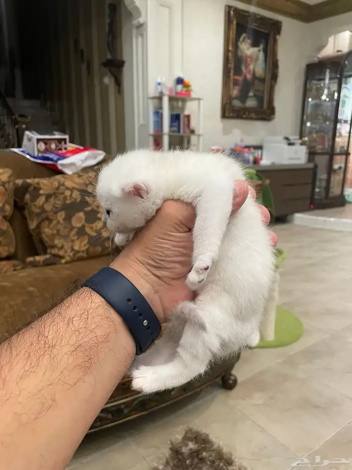 كيتن بيور بريتش 14