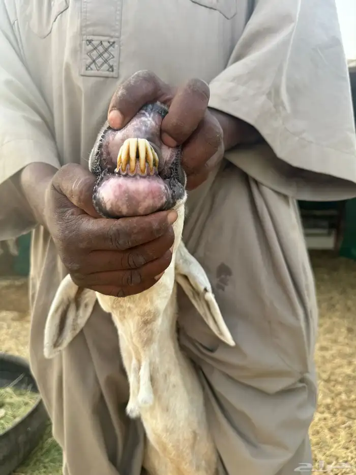 سلام عليكم ورحمة الله وبركاته اخواني اعرض لكم نعجه معها رخل 2