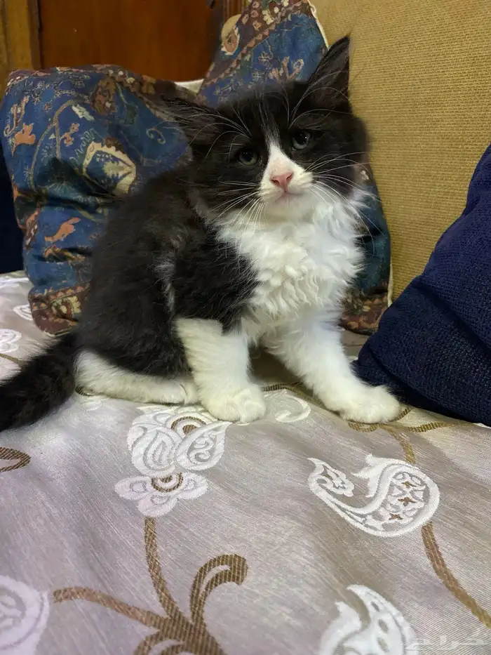 قط شيرازي 6