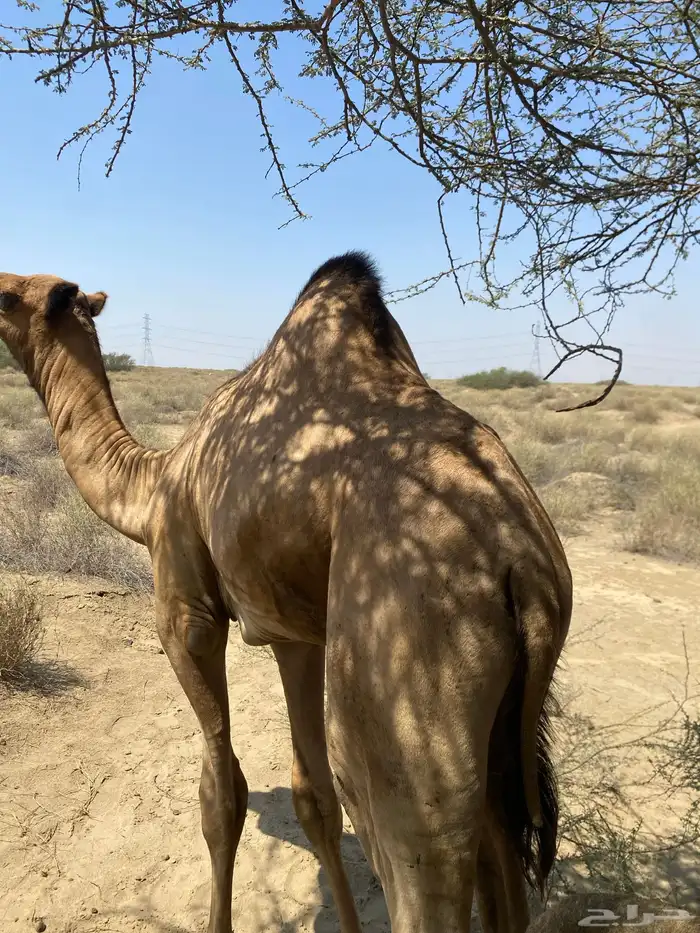 اثنين قعدان اوارك اعمارهم 8 اشهر 9