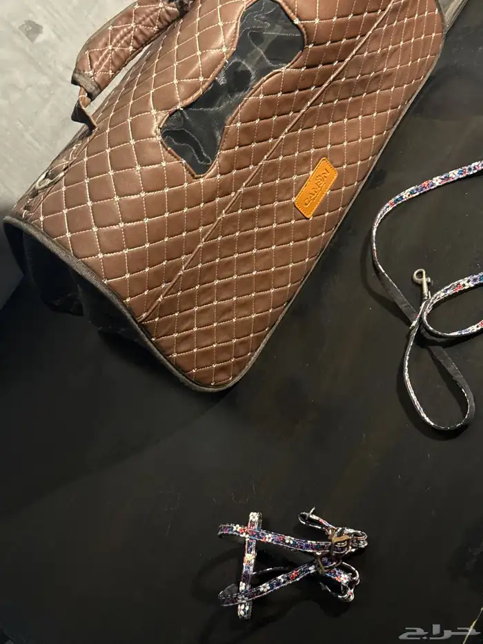 انثى  بوميرينيان  تي كب   تيدي فيس   الكلب المحمول 4