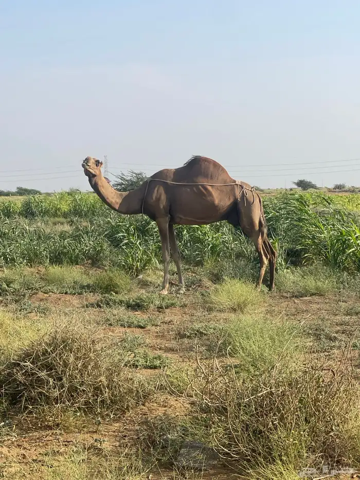 ناقة ساحلية حمراء 0
