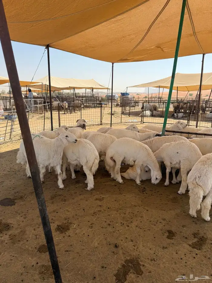 طليان حرية جبر وسط لباني 15