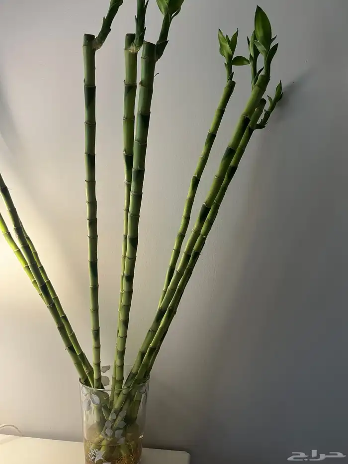 ساق البامبو 2
