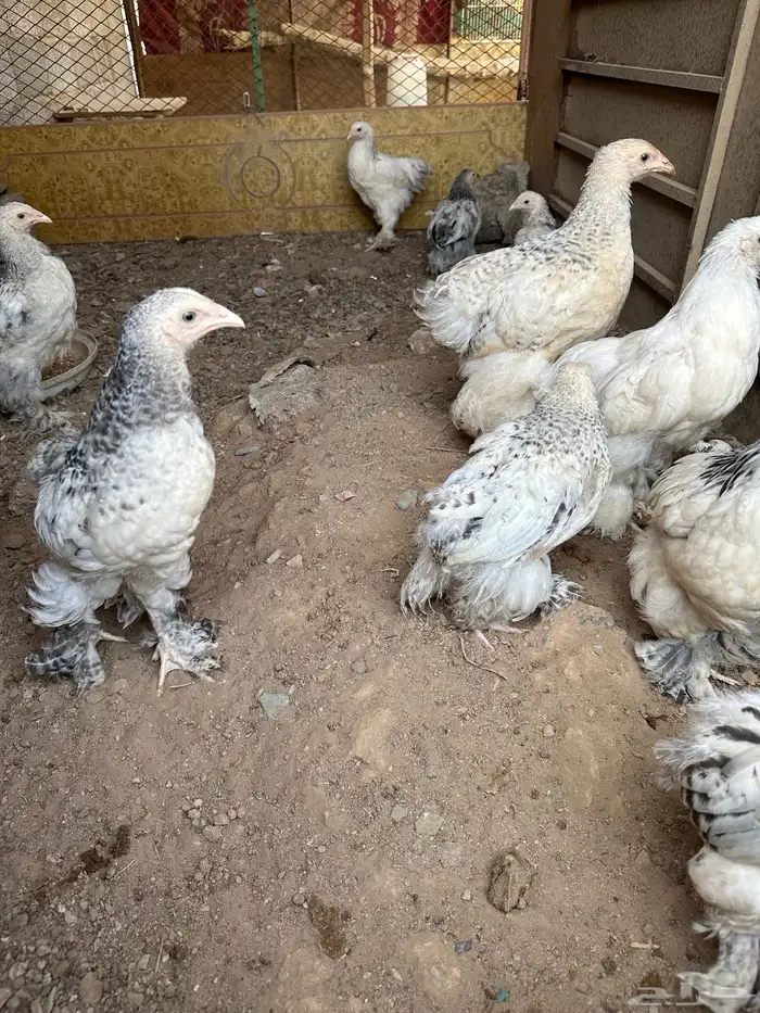صوص براهما كولمبي 3