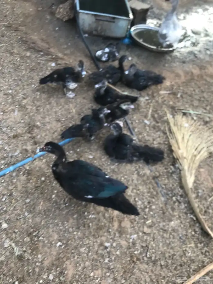 بط سوداني للبيع 3