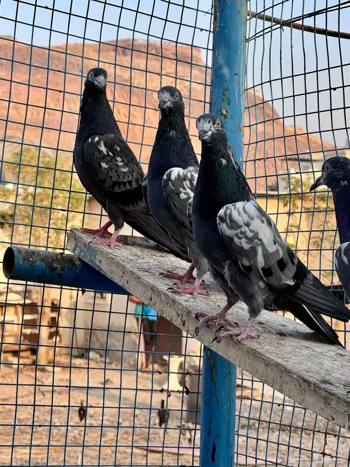 اساسات حمام باكستاني شينا 2