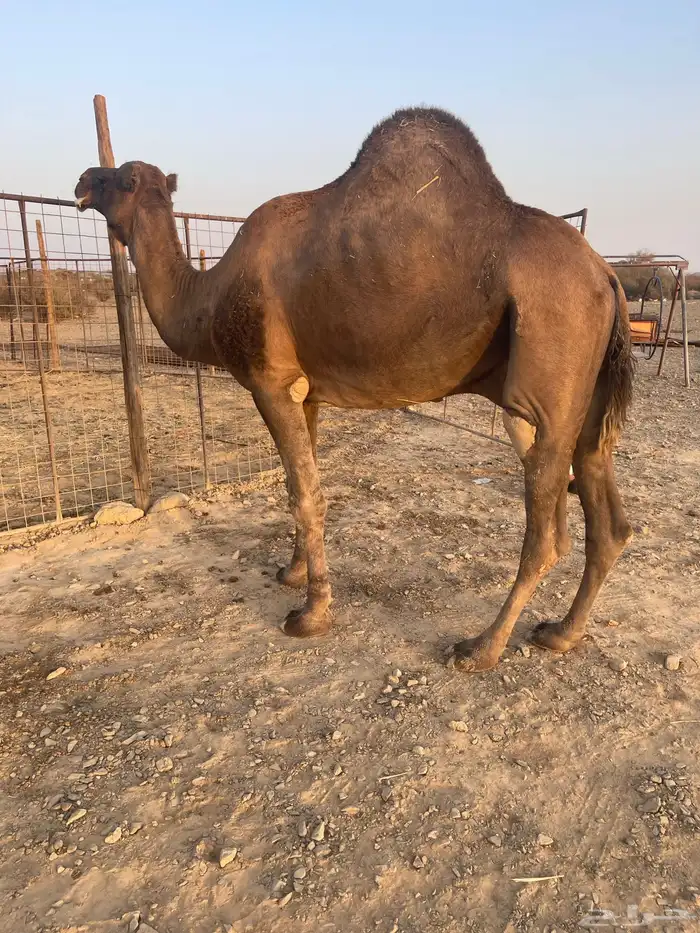 جمل احمر ادهم 2