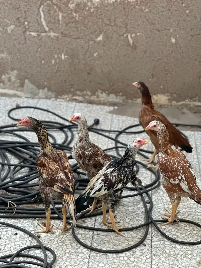دجاج باكستاني 3