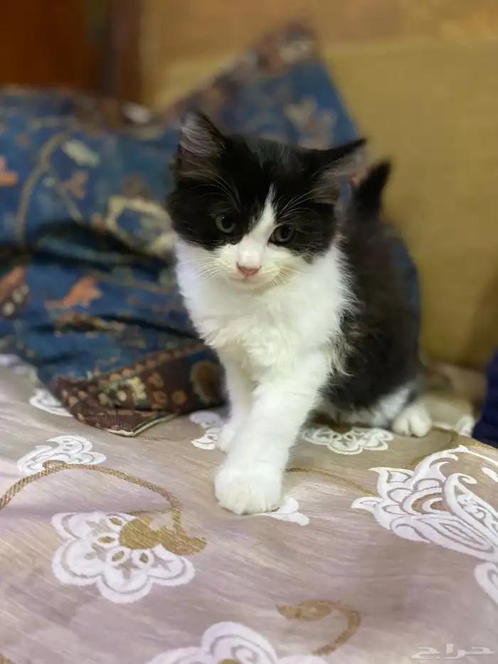 قط شيرازي 0