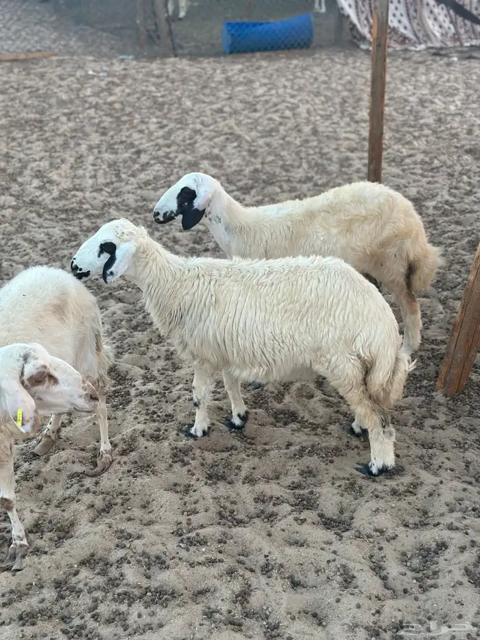 للبيع رحال حريه العمر 4 شهور 0