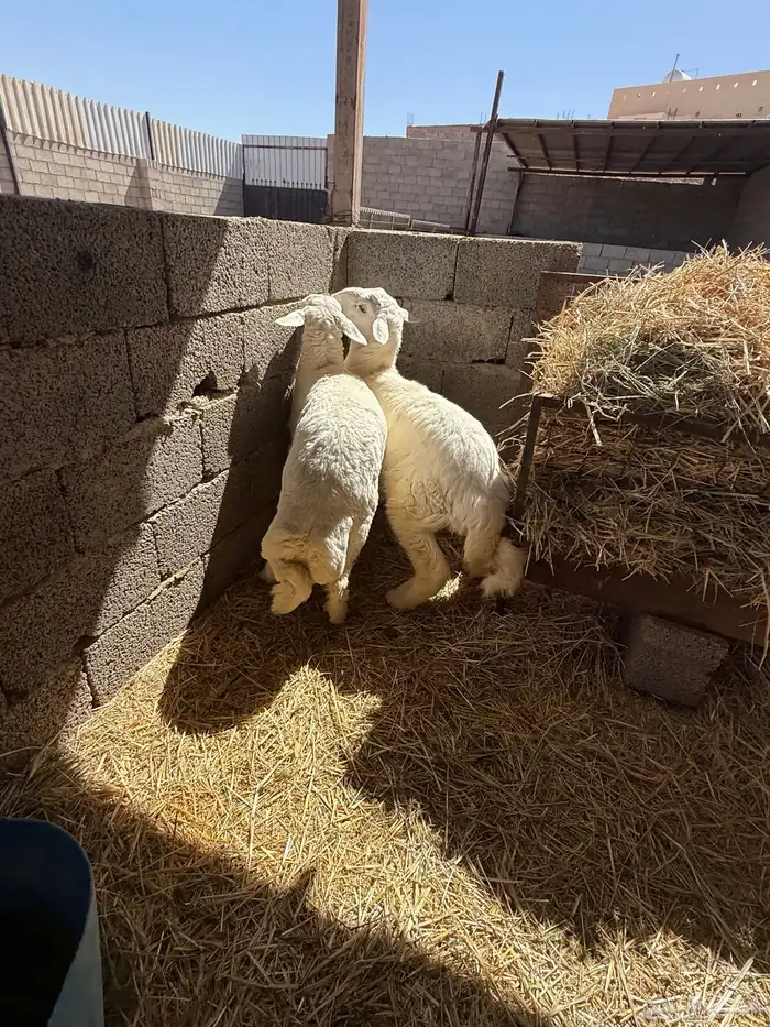 طليان حرية جبر وسط لباني 10