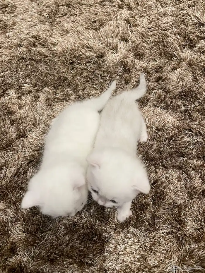 كيتن بيور بريتش 3