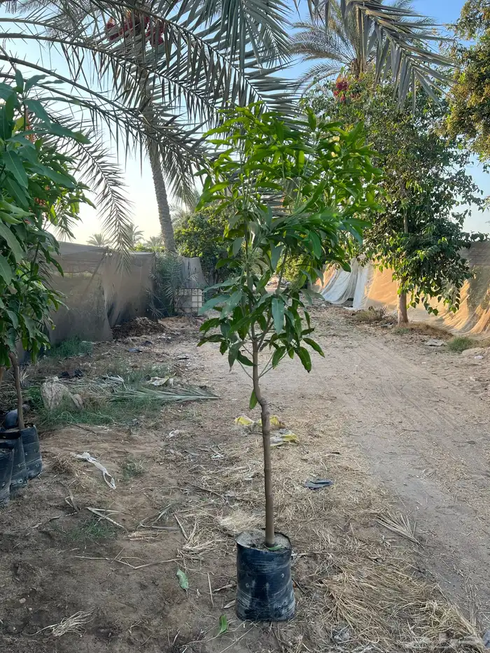 شتلات ونباتات زينه ومثمره 14